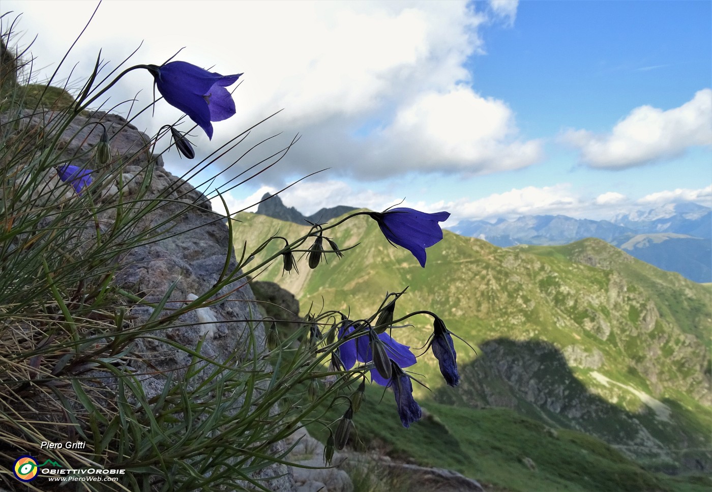 77 Campanula di Scheuchzer (Campanula scheuchzeri).JPG